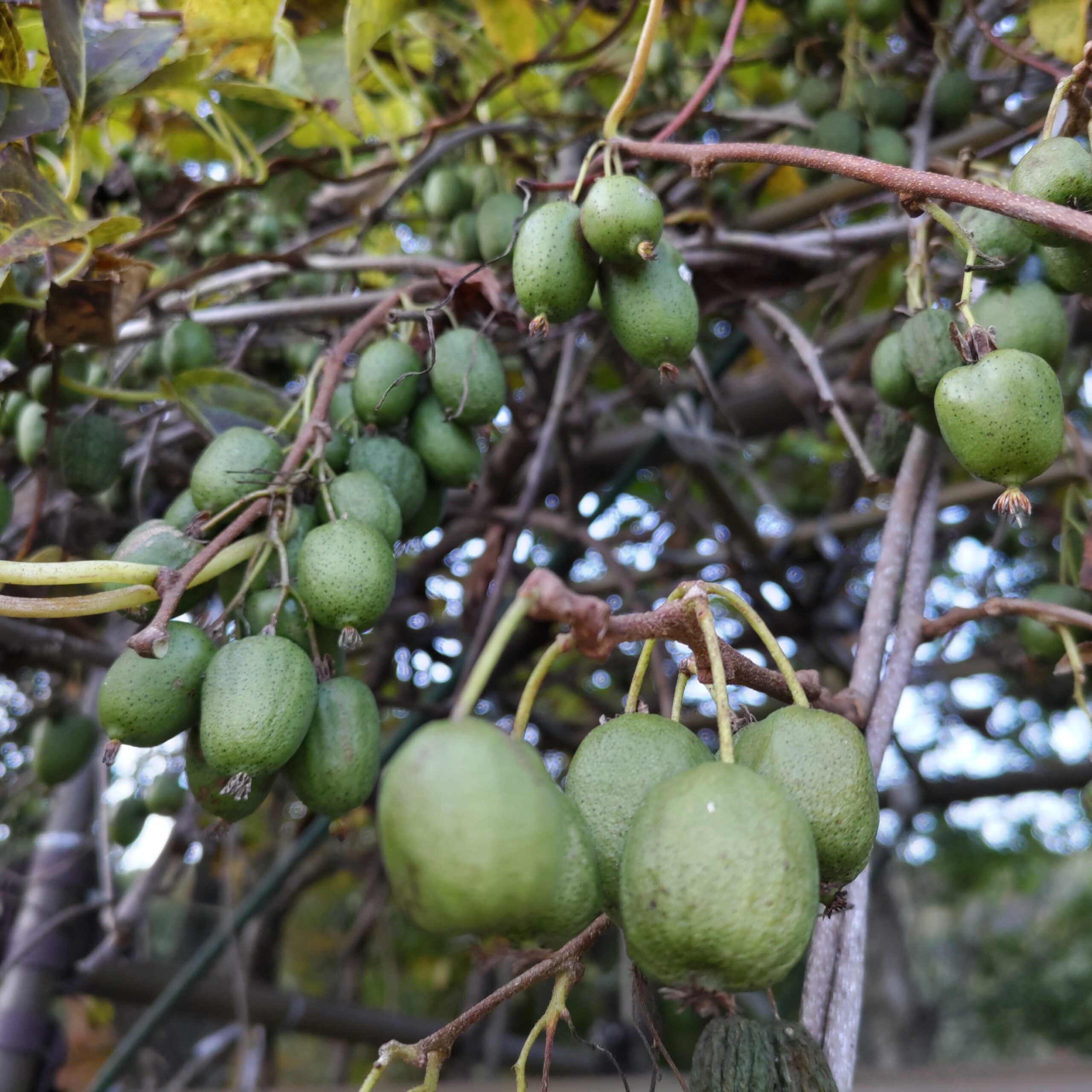 サルナシジャムを作りました