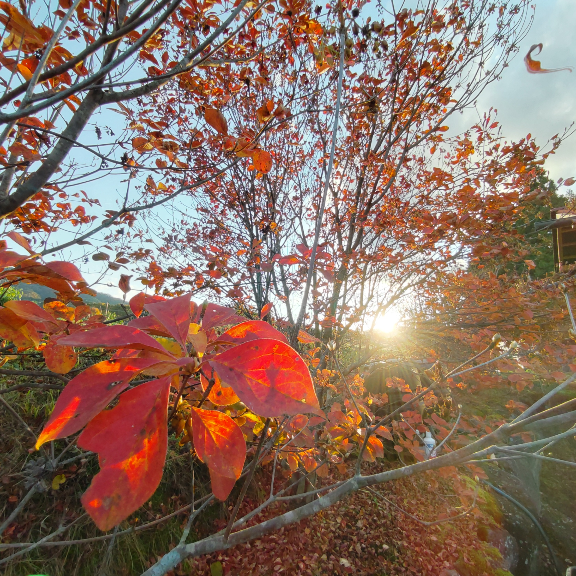 紅葉が見頃です