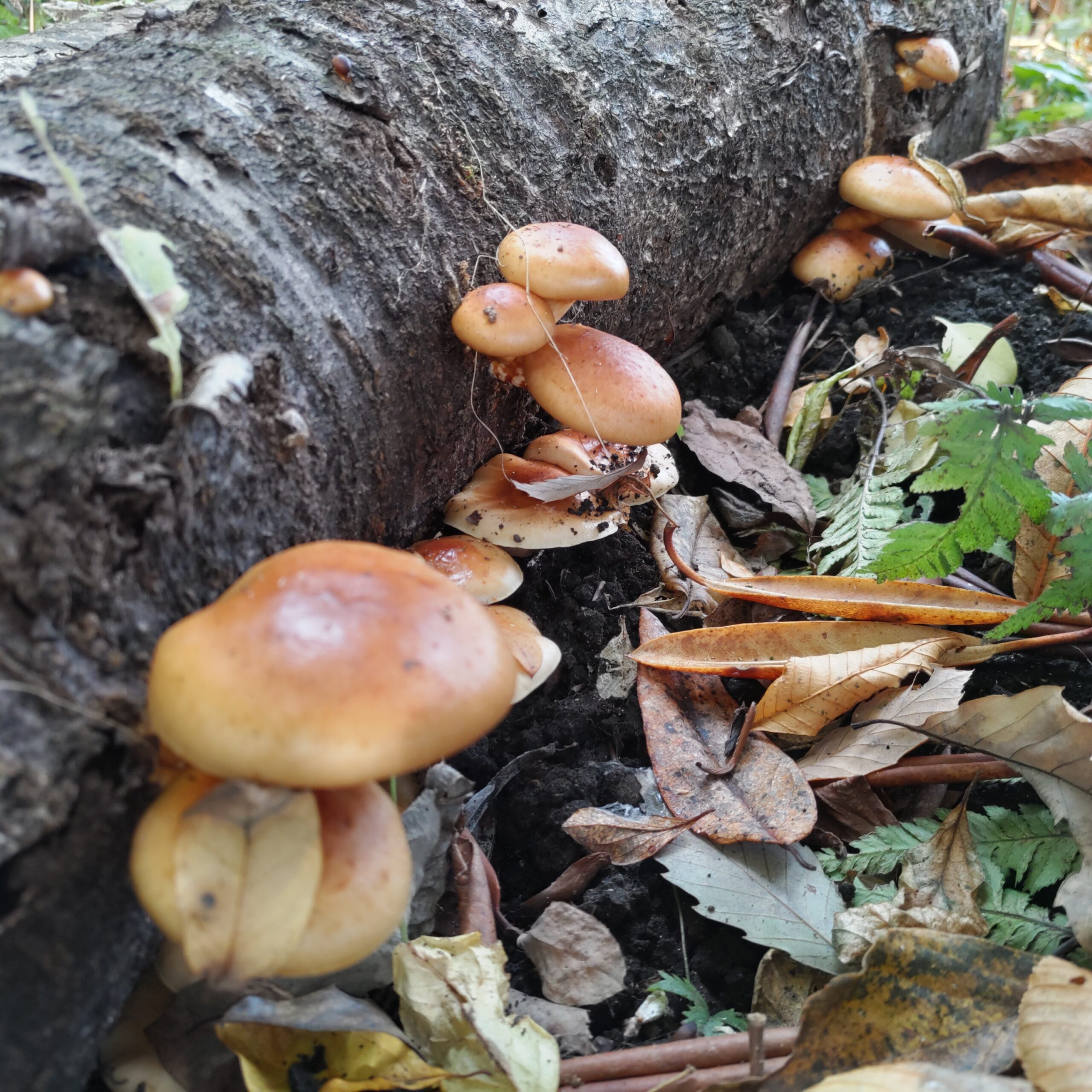 なめこができました