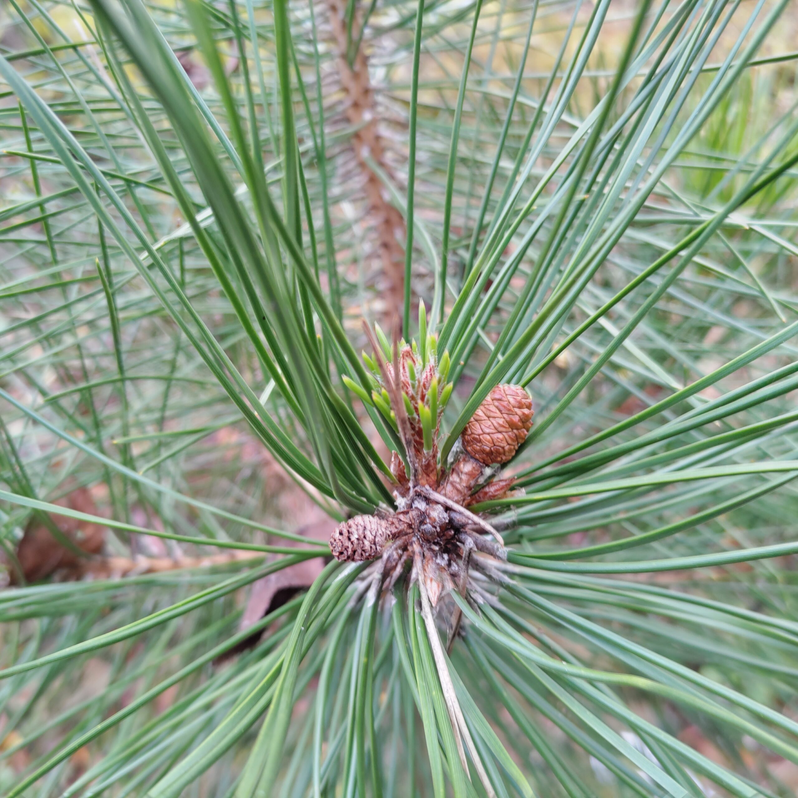 玄米と松葉のお水