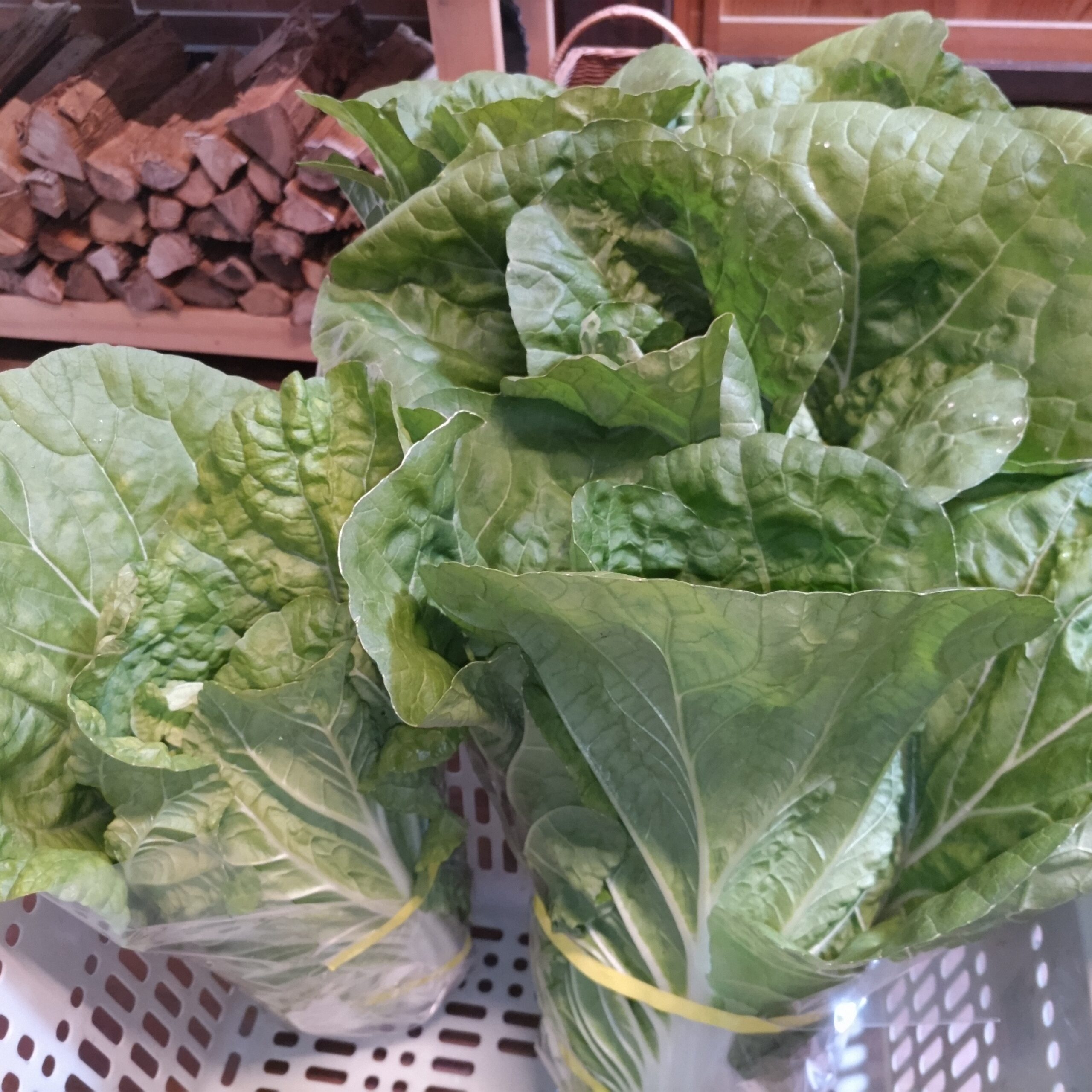 ミニ白菜を道の駅に出品