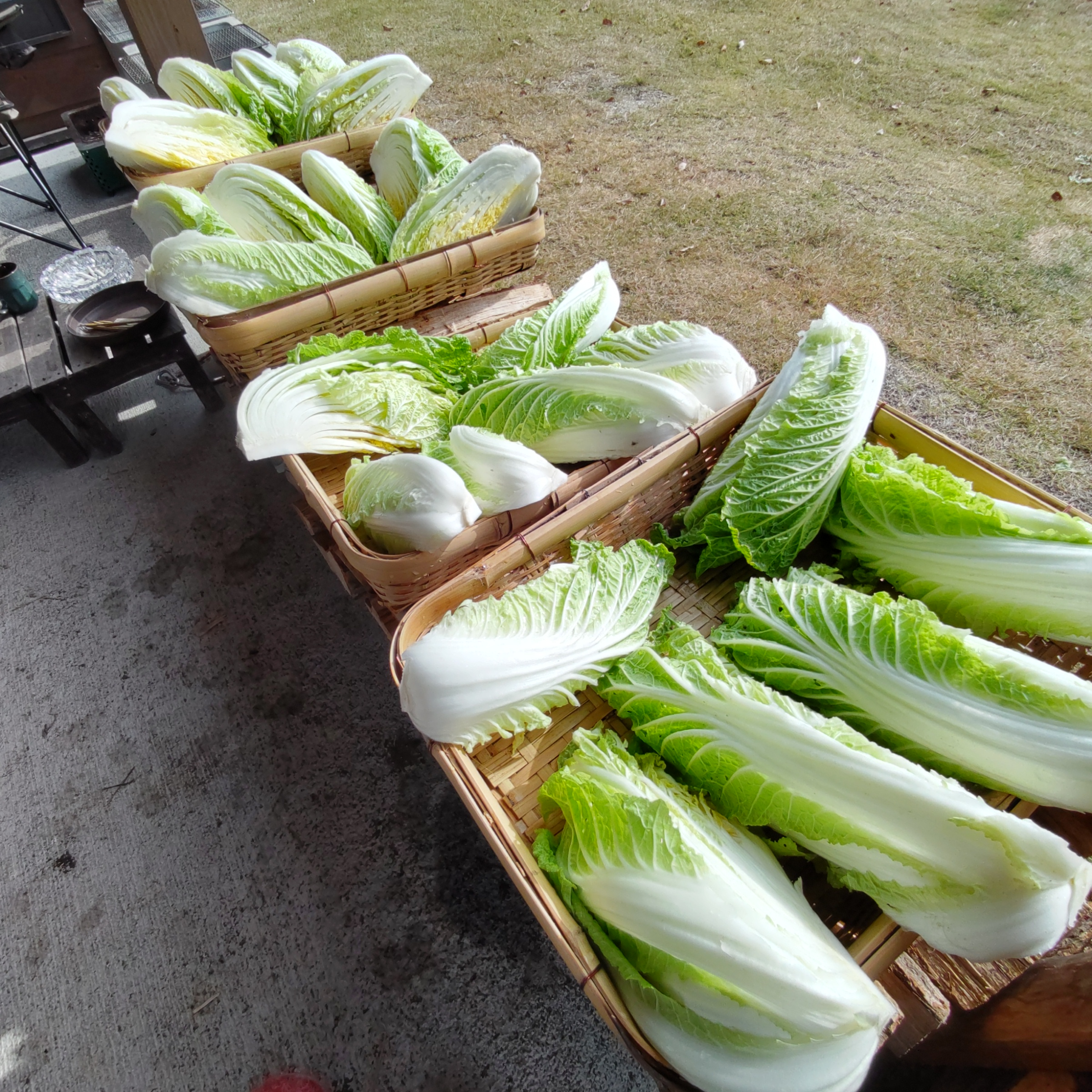 白菜を漬けました