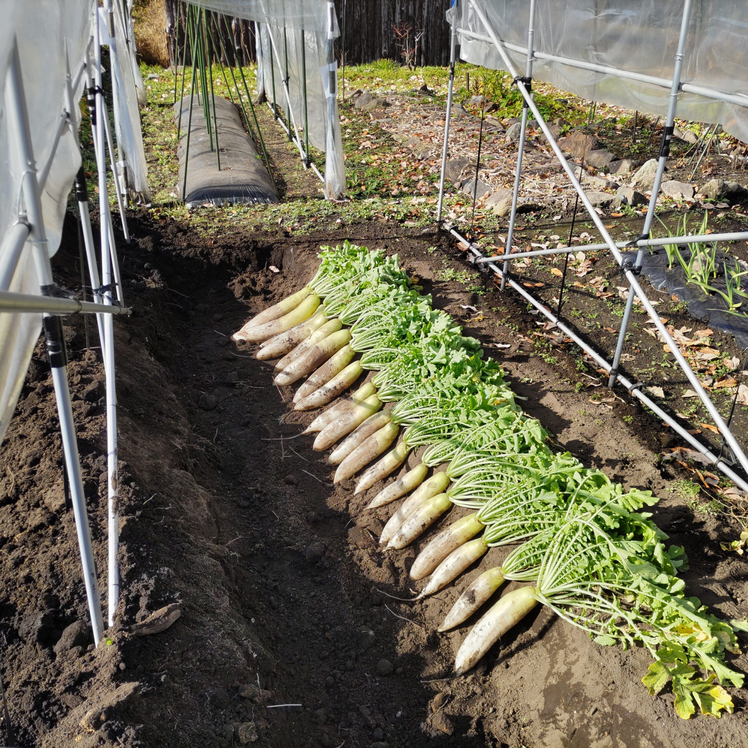 大根を埋めました