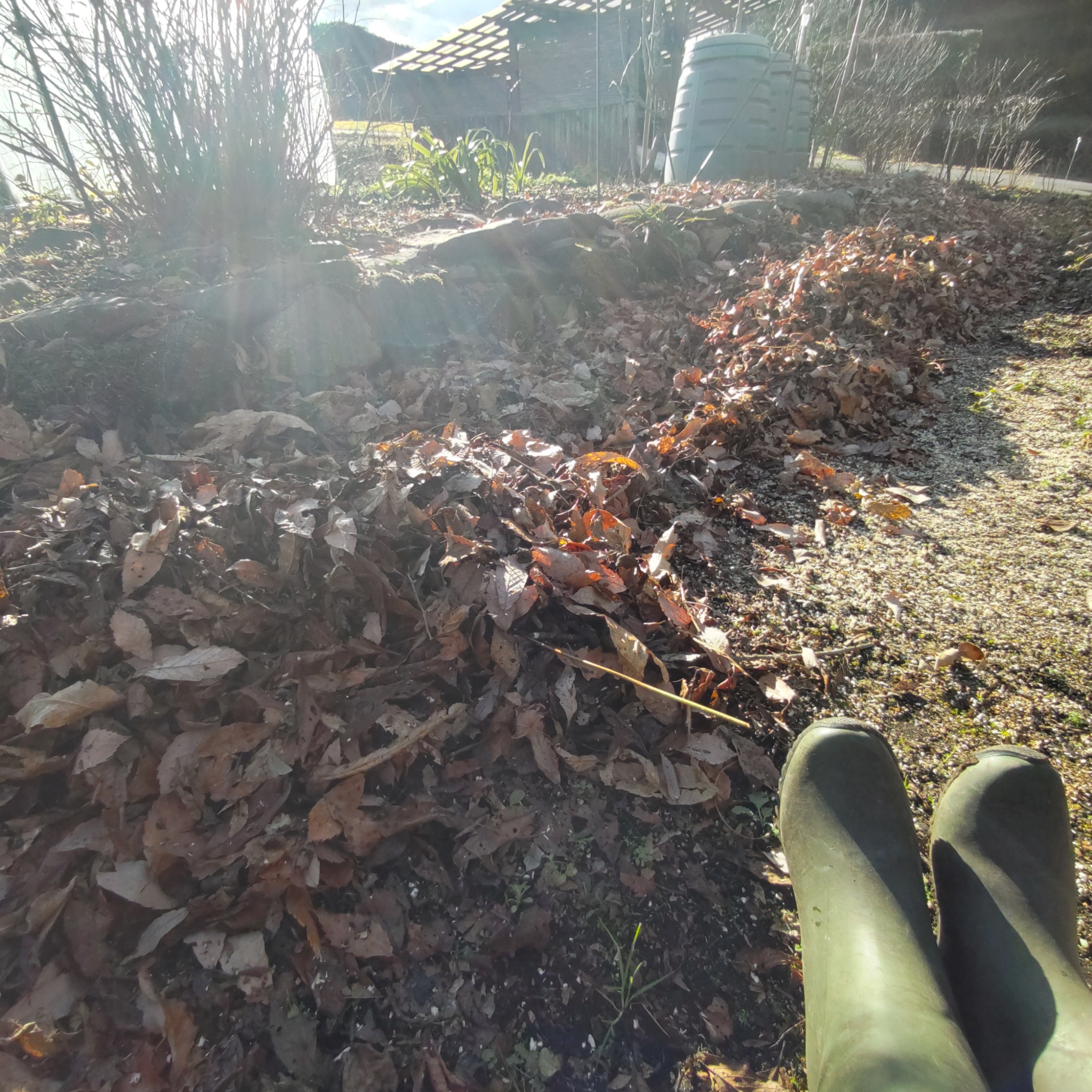 畑仕舞いできました