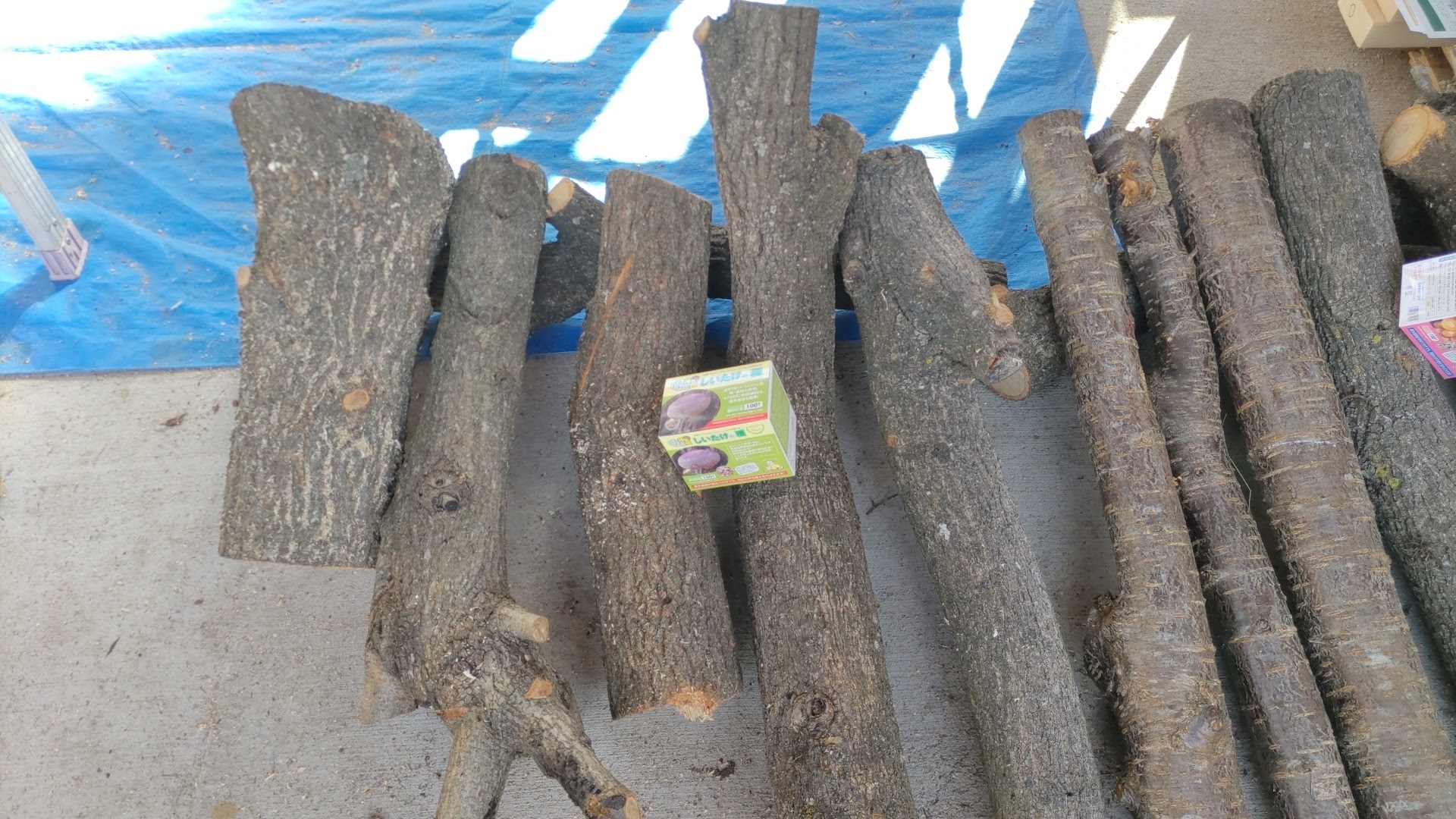 キノコのコマを打ち込みました