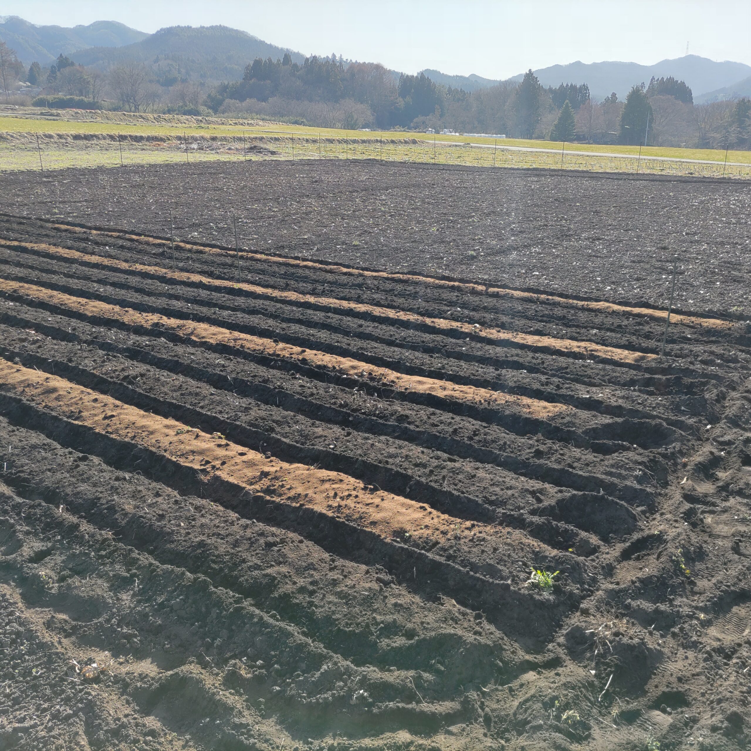 じゃがいもを植えました