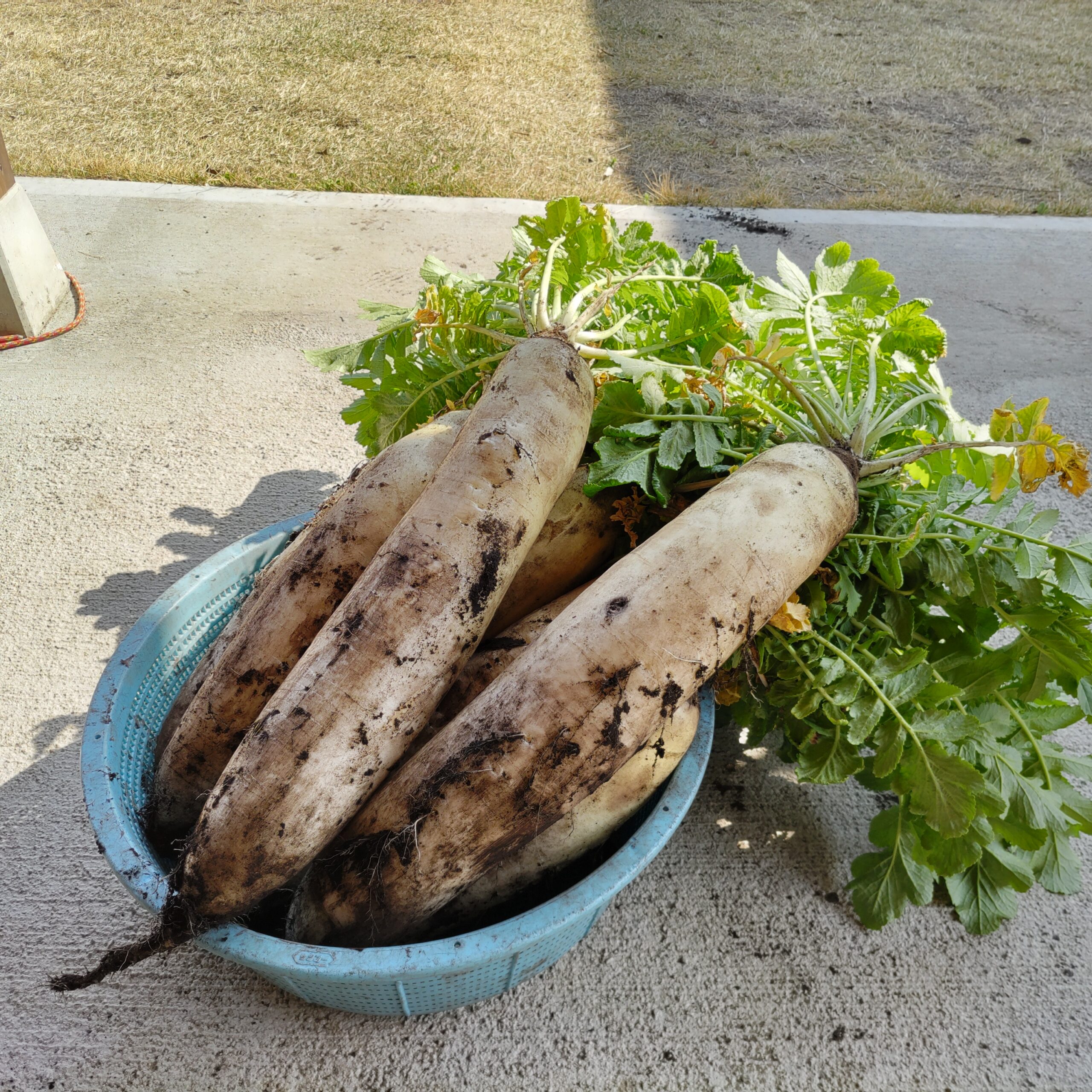 大根よお前もか