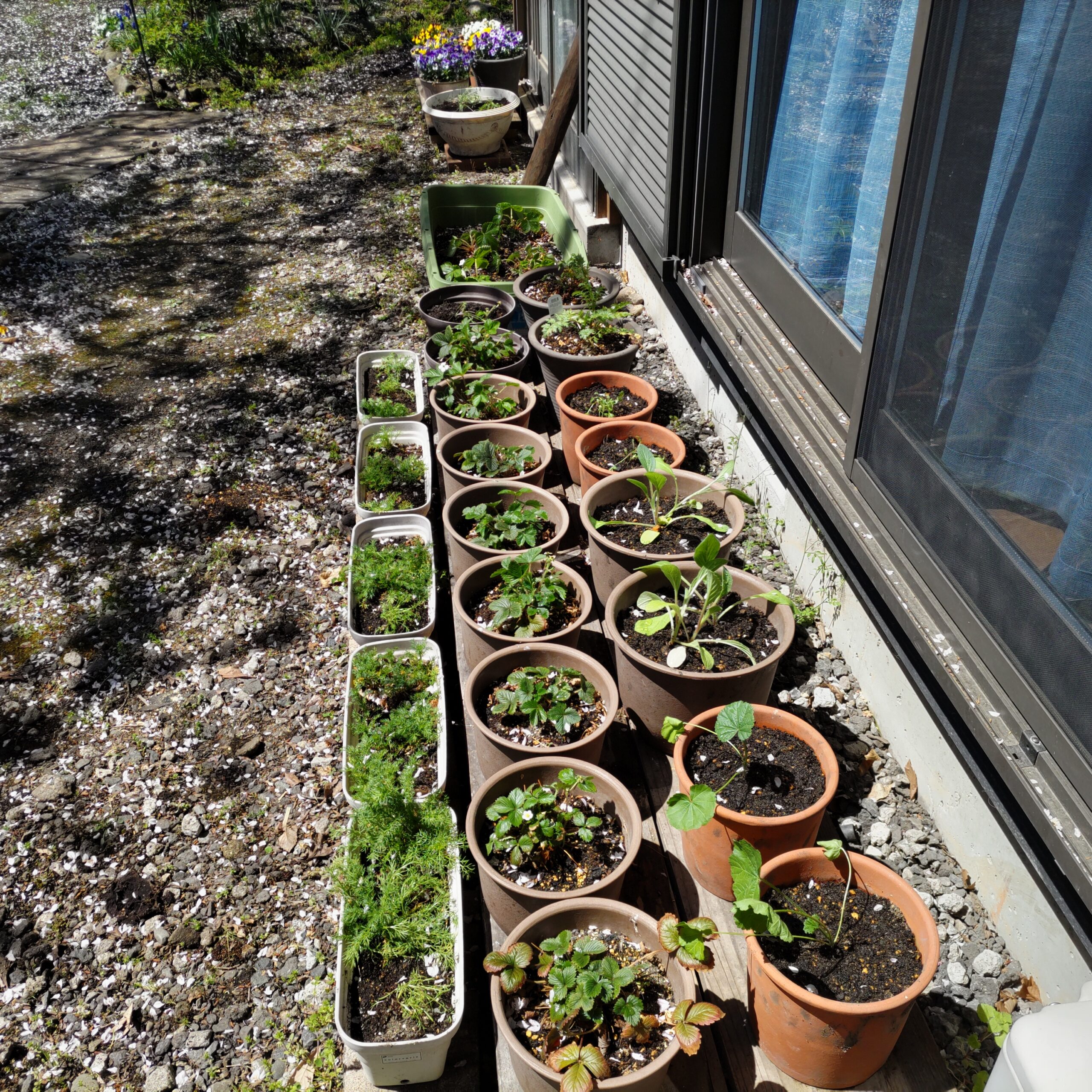 お花を楽しんだあとは