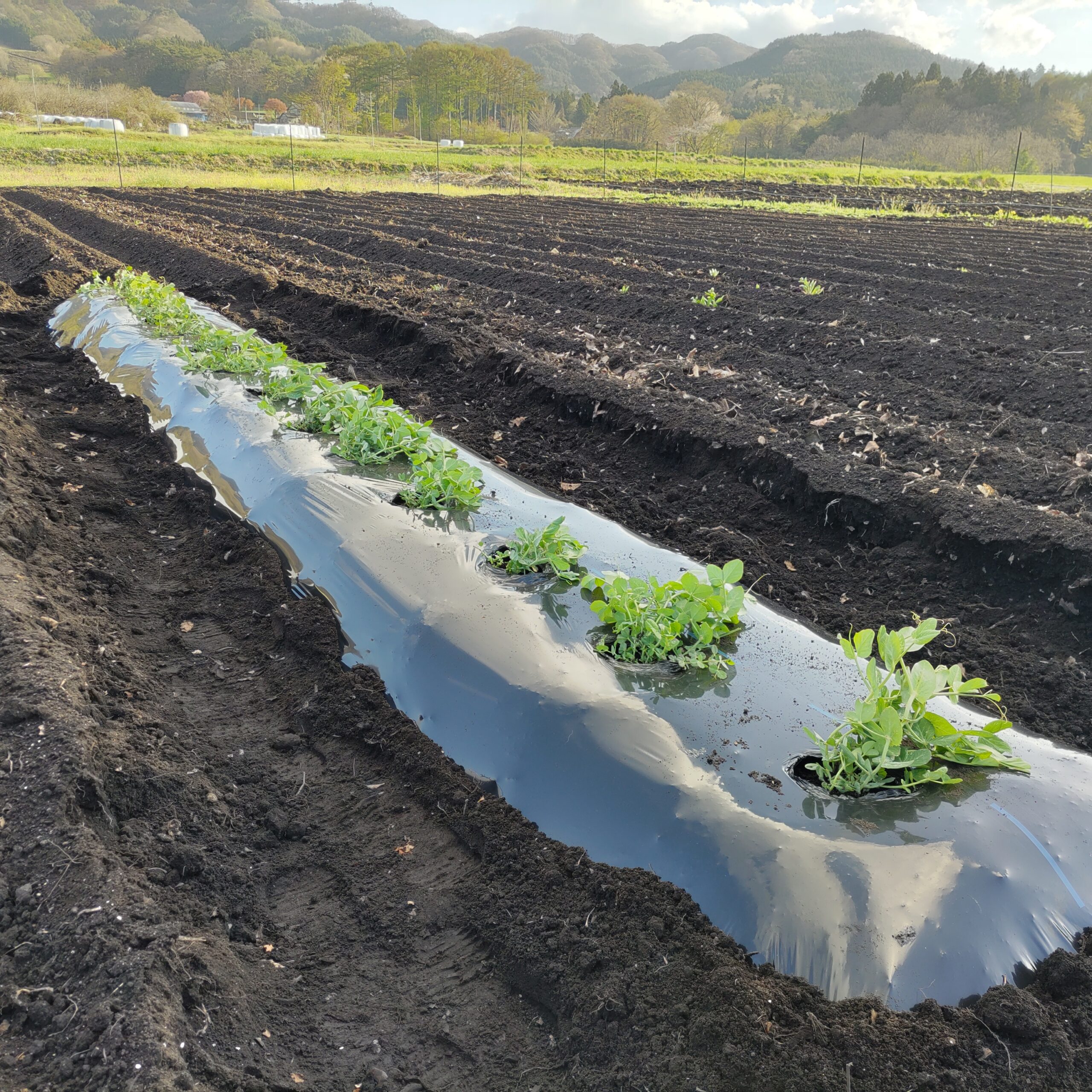 これっぱっかなさやえんどう