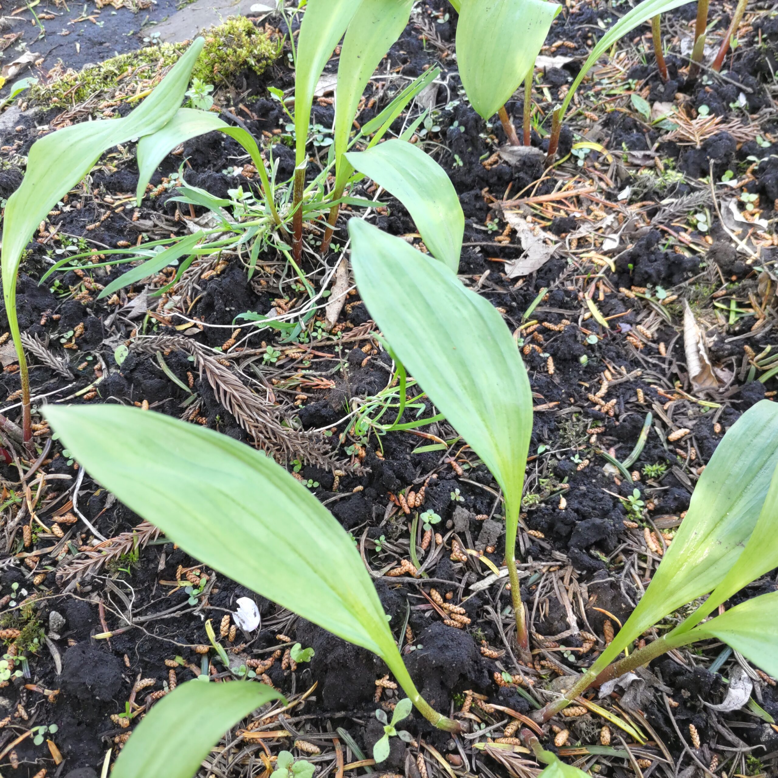 行者にんにく畑