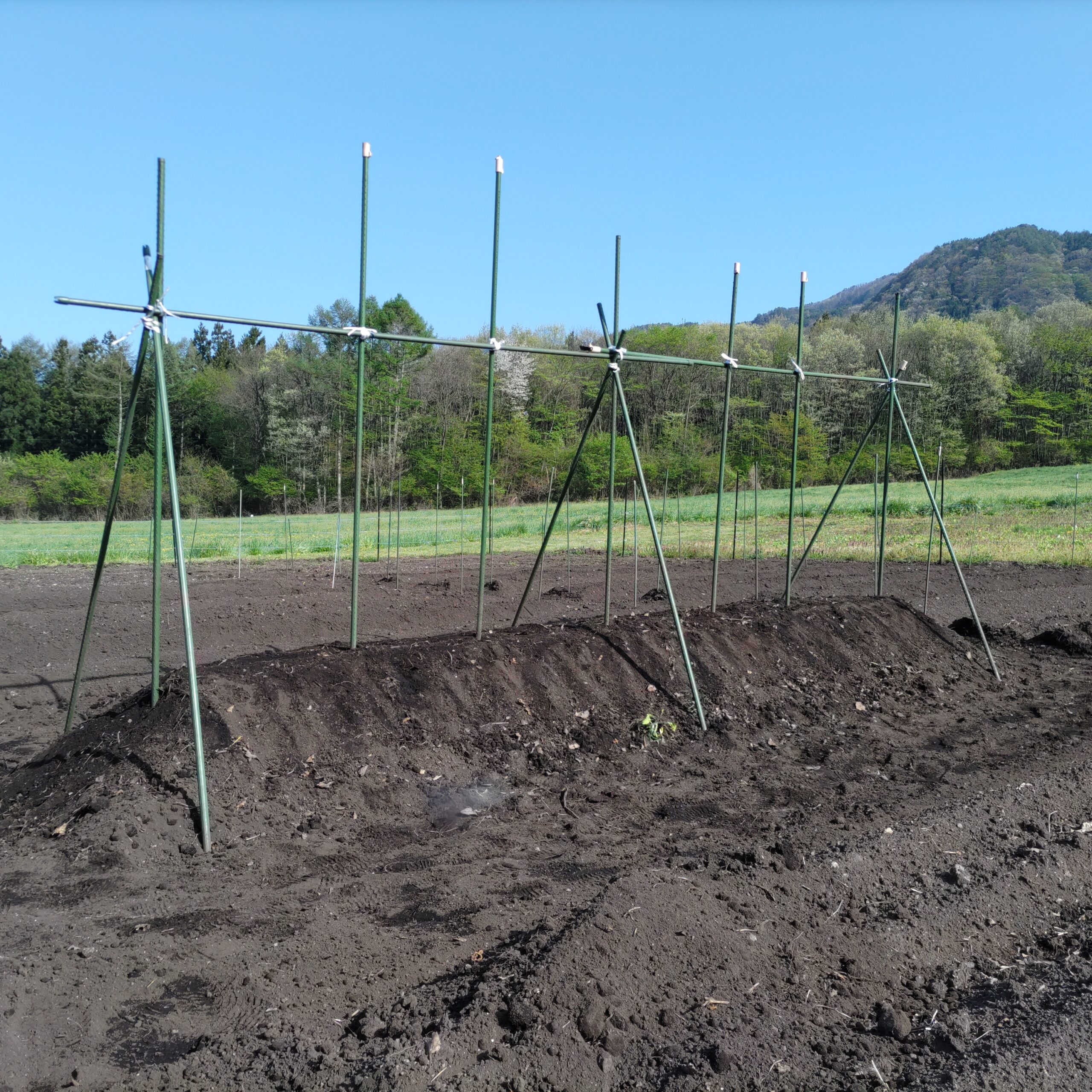 土方仕事になるけれど、長芋を植える