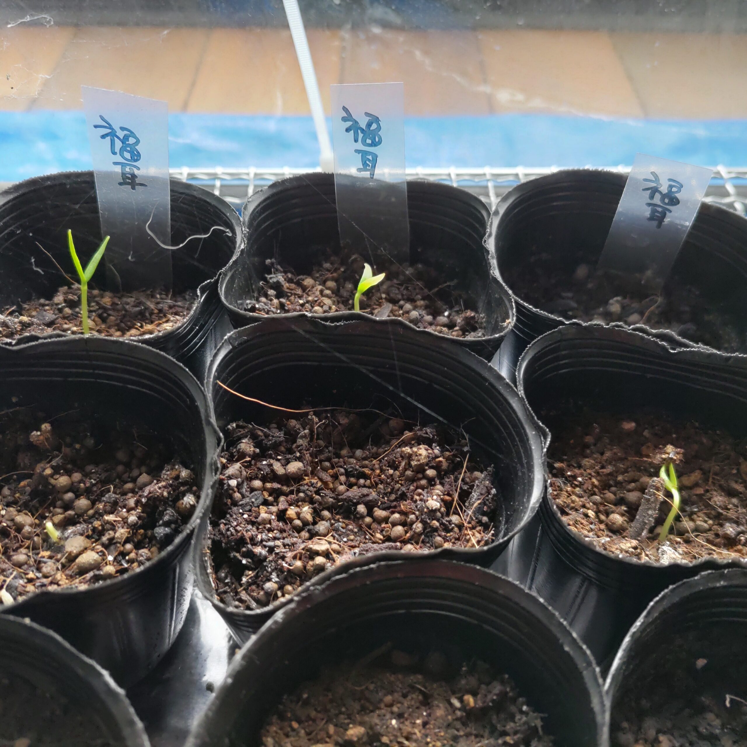 福耳の苗づくり失敗かなぁ