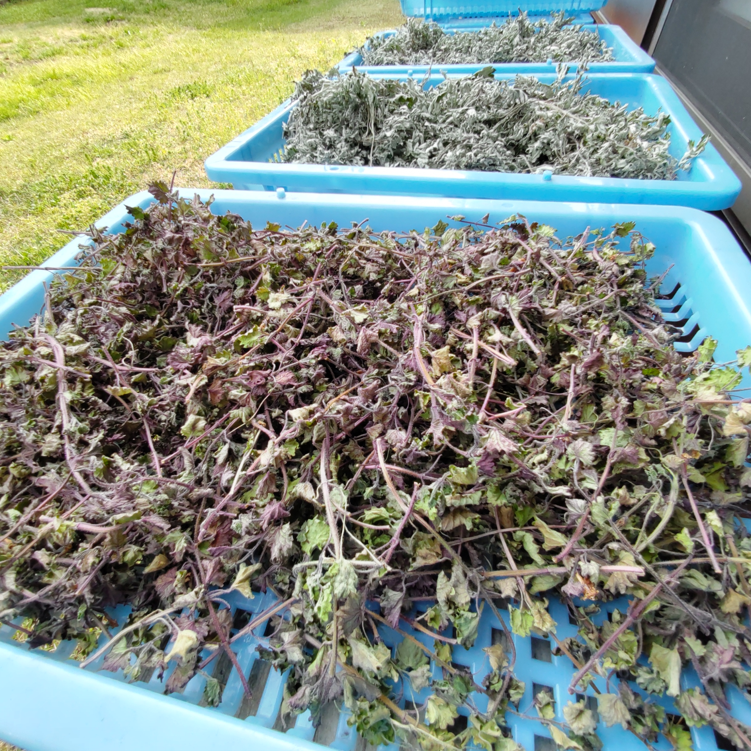 ヨモギ茶とカキドオシ茶、そして苗の植えつけ