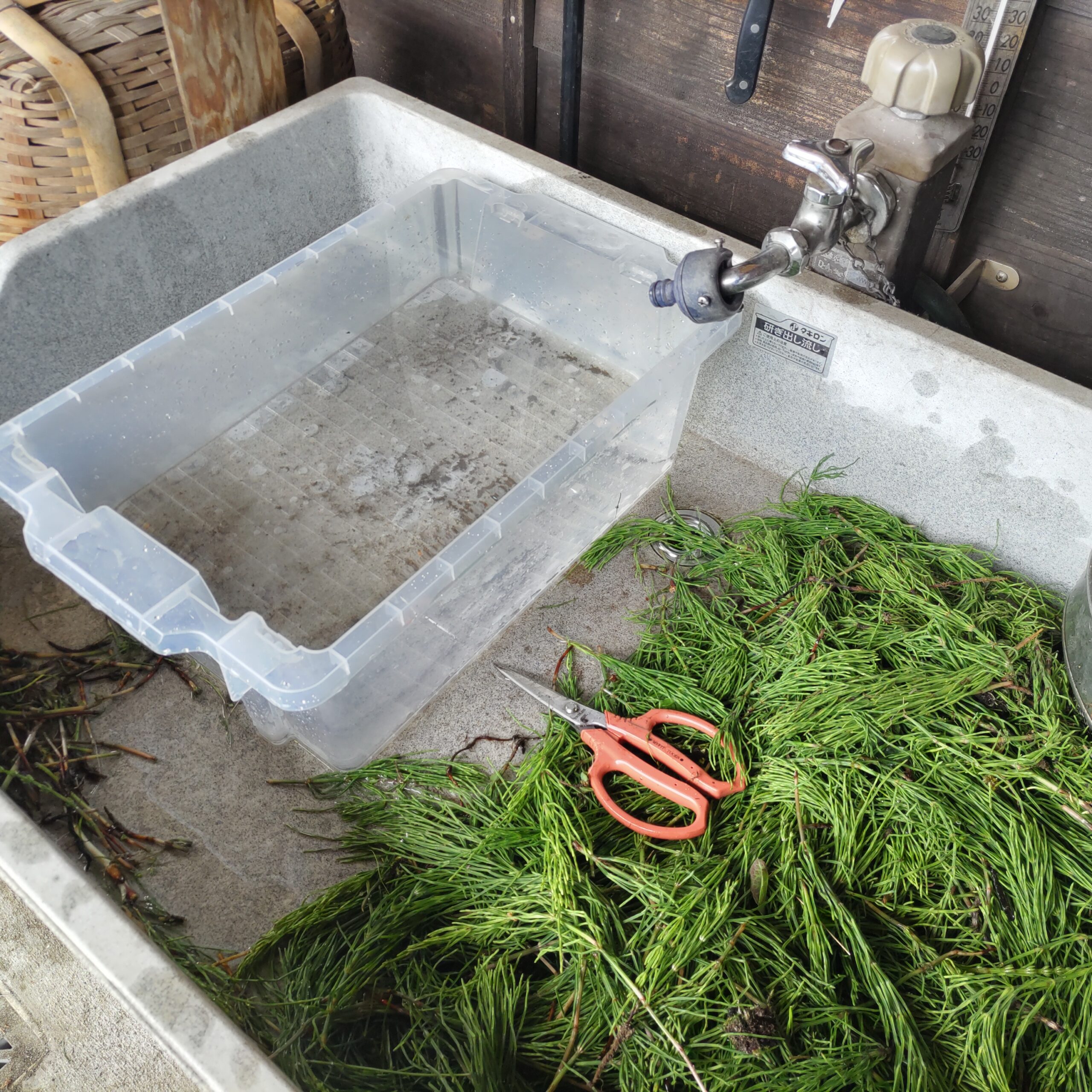 草むしりをしながらお茶づくり