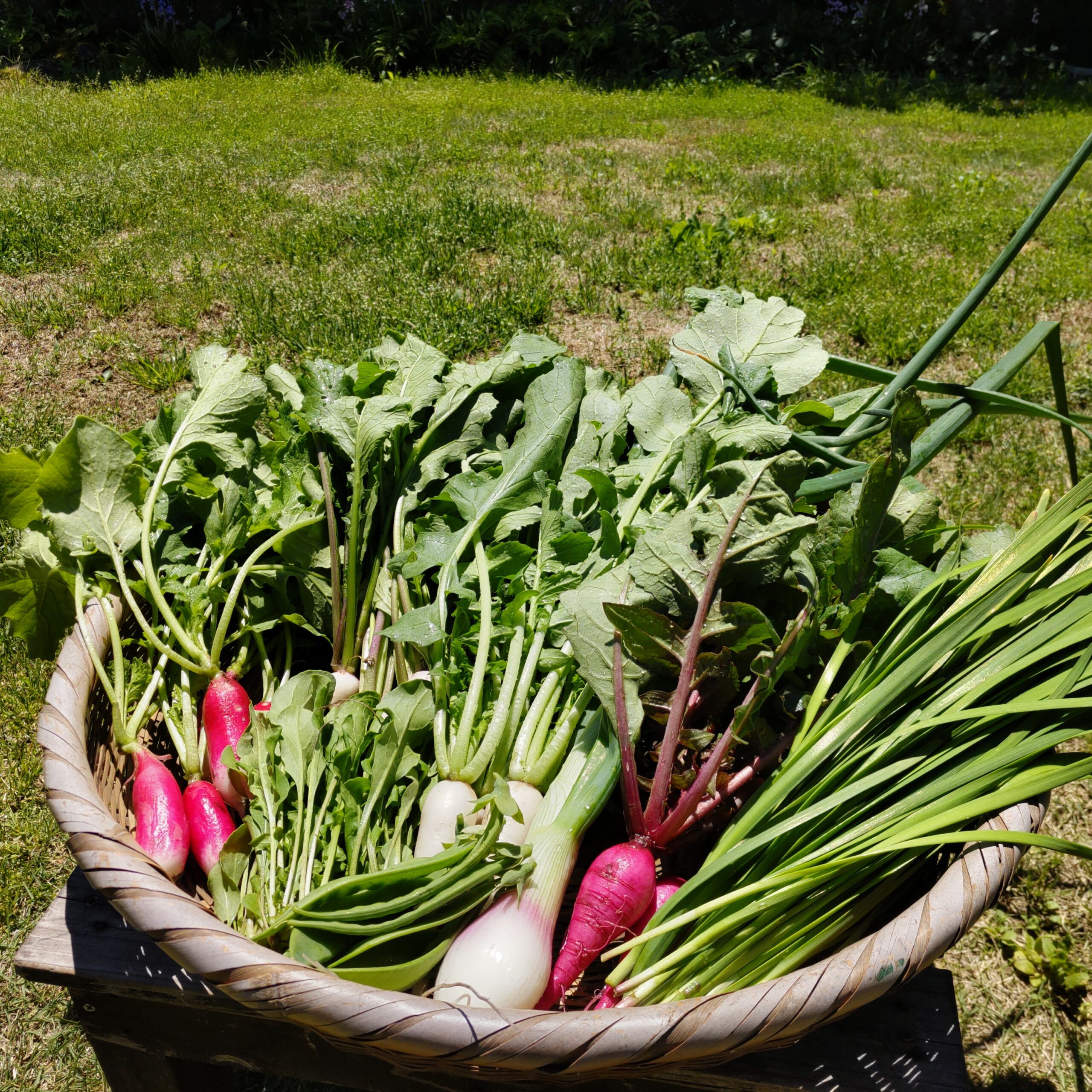 ２０２４年度１回目の野菜ボックスを発送しました！