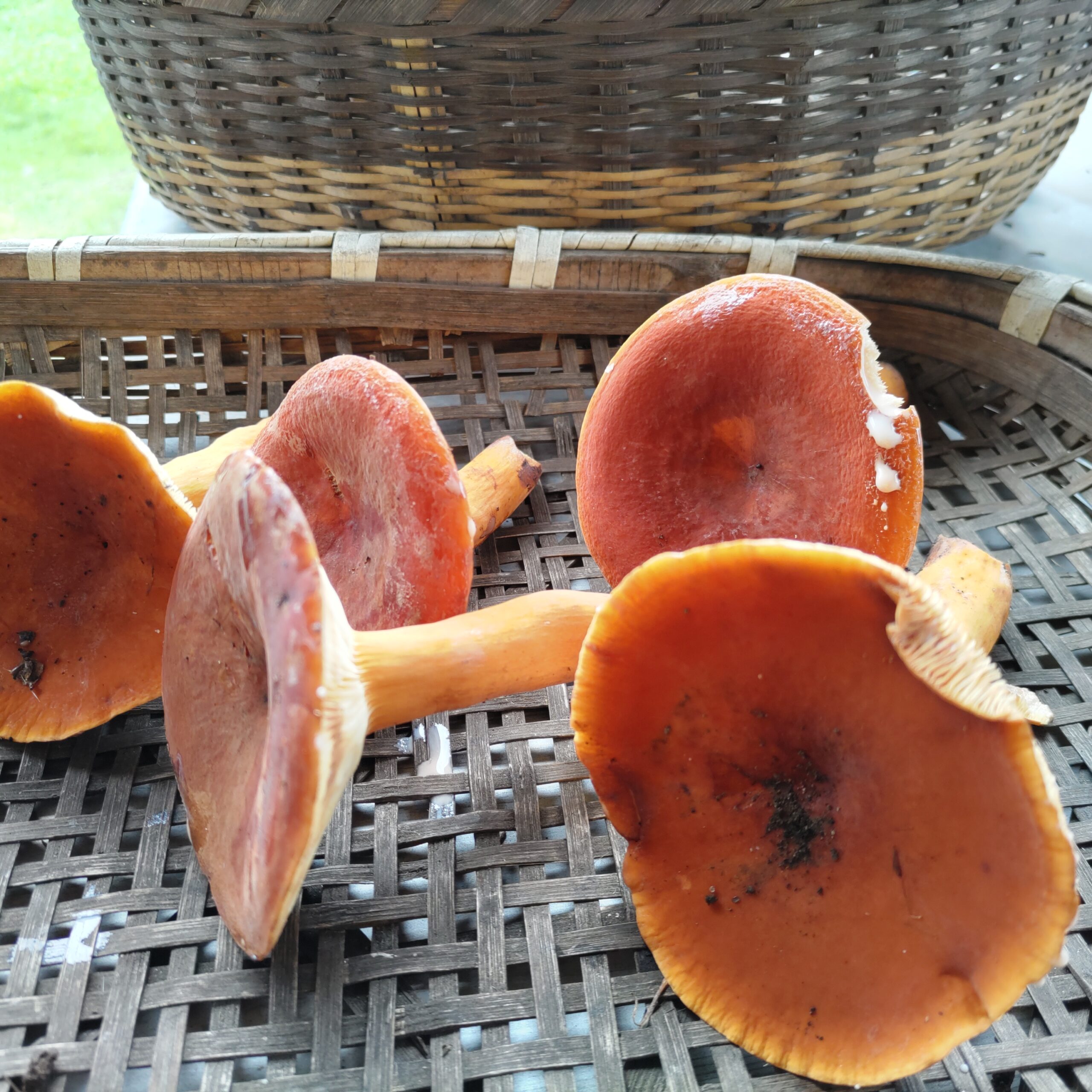 きのこや山菜も加工したいな