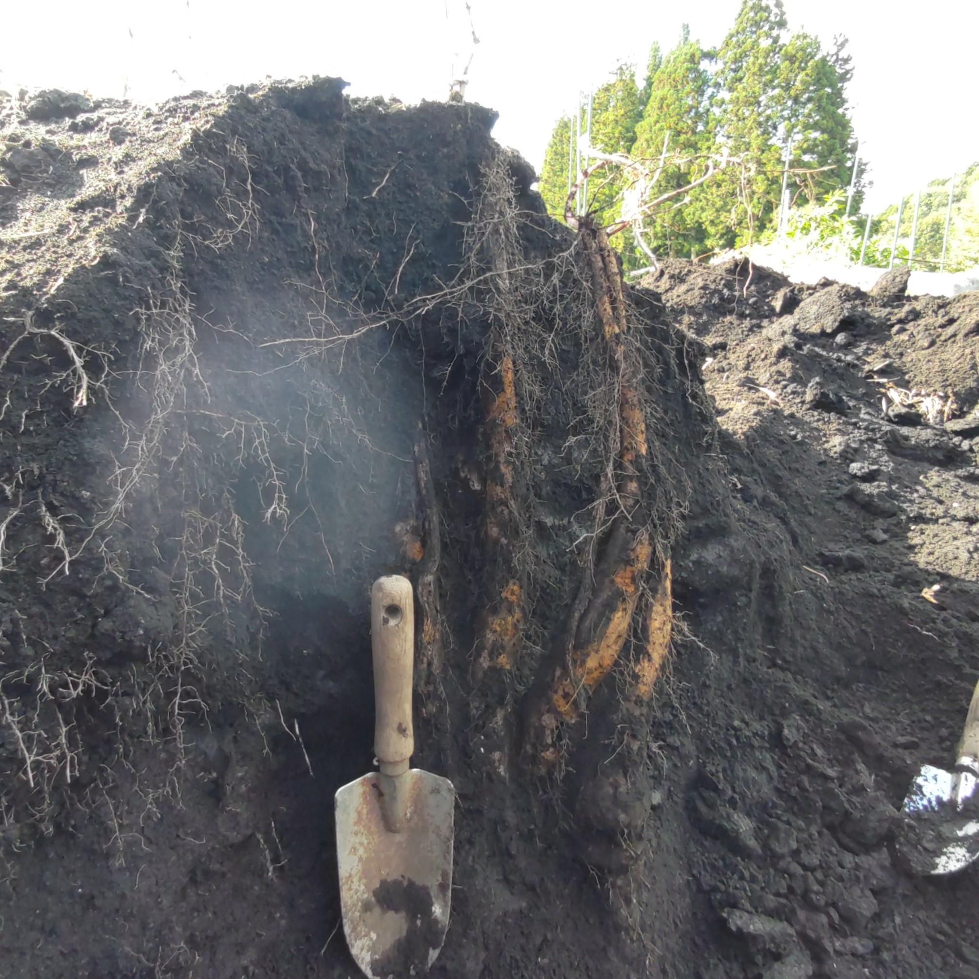 締めくくりの山芋堀り